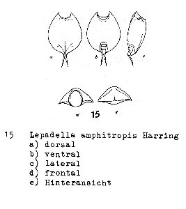 Hauer, J (1958): Nachrichten des naturwissenschaftlichen Museums der Stadt Aschaffenburg 60 